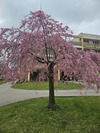 rozkvetlá Sakura